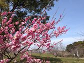 佐布里緑と花のふれあい公園 佐布里池 梅まつり_f0109257_14364032.jpg