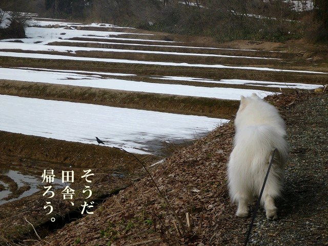 e0176159_165224.jpg