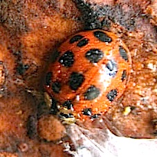  『９ヶ月ぶりの出会い』 テントウムシ　Harmonia axyridis_f0238961_16273486.jpg