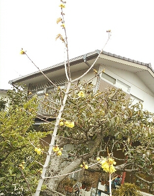 a0111166_14403311.jpg