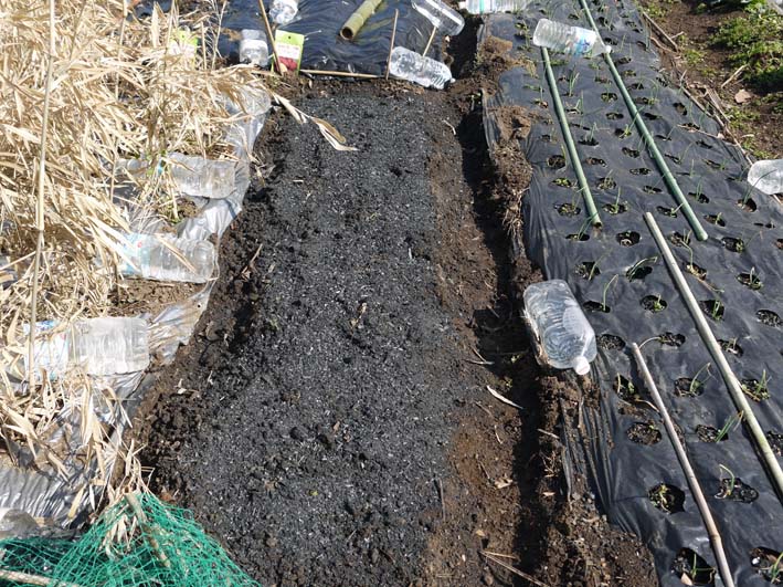 キャベツ苗　200本　年内から年明けにかけての収穫 キャベツ苗 200本 年内から年明けにかけての収穫 キャベツ苗200