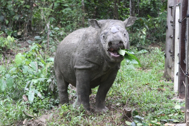 米シンシナティ動物園にマレーシアからスマトラサイが来るのか？_e0266067_17453478.jpg