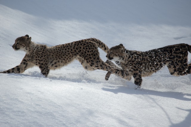 雪の動物園　接近戦_a0188771_211712.jpg