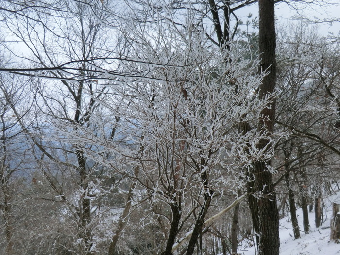 No333兵庫宍粟市東山　雪山散策_b0185573_14532034.jpg