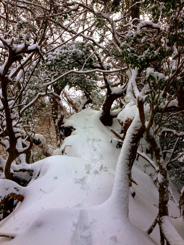 Snow Running in Mt.Rokko_b0220886_23314311.jpg