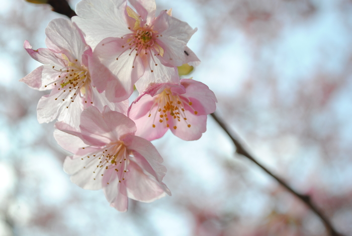 桜の季節～静岡市安倍川堤～_c0282391_924278.jpg