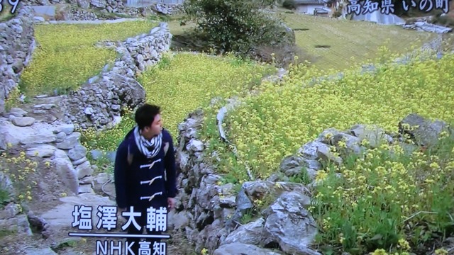 貨物列車と春・桜のある鉄道、春爛漫どんな姿を見せてくれるのか列車に期待、桜の花と鉄道の素晴らしさ_d0181492_2243319.jpg