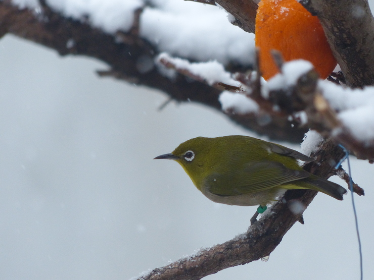 大雪の日の小鳥_c0324393_1992255.jpg