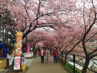 満開の河津桜を、昼夜味わう。最高＆満足です♪_e0000295_1503875.jpg