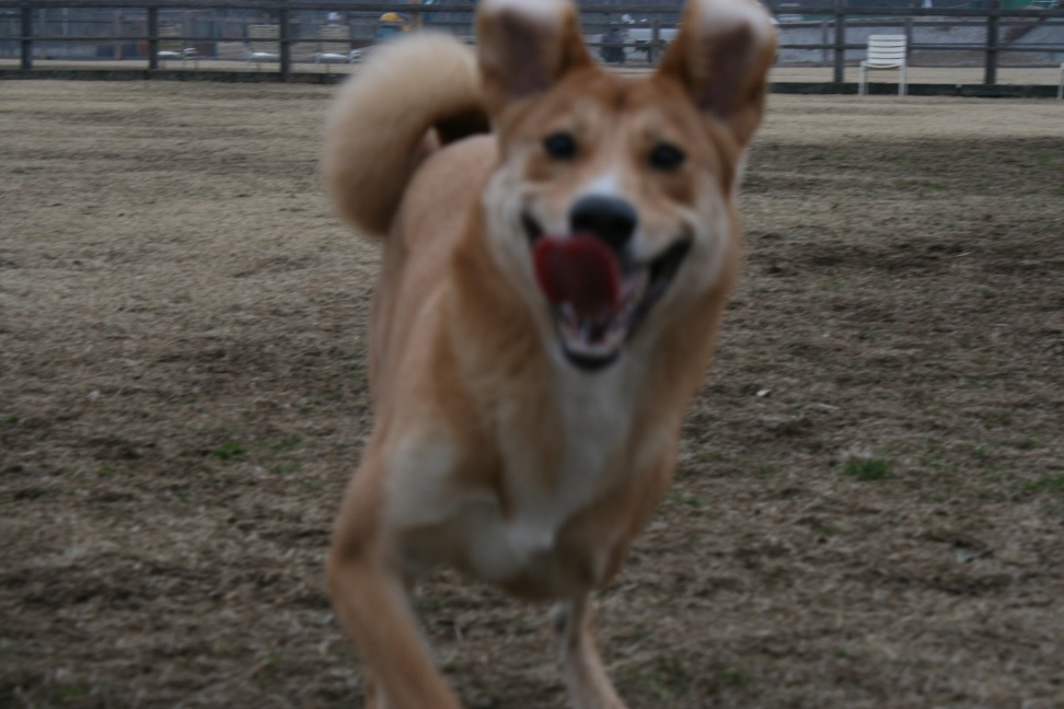 ドッグラン独り占め!(空海)_f0242002_062181.jpg