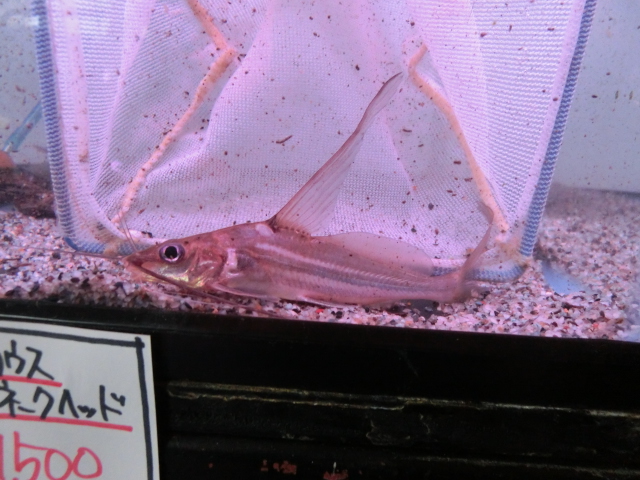 2014年熱帯魚入荷情報!Vol.07 (2/25~2/26)_b0141806_053446.jpg
