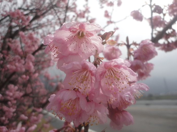 西条市の『武丈公園』、早咲きの河津桜…２０１４・３・２_f0231709_1941368.jpg