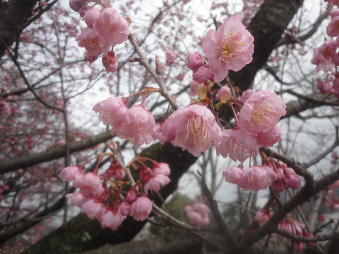 西条市の『武丈公園』、早咲きの河津桜…２０１４・３・２_f0231709_194518.jpg