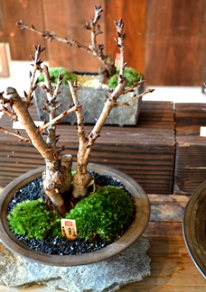 桜盆栽の育て方_d0263815_172139.jpg