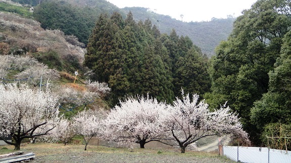 紀州田辺石神の郷　　２０１４・３・３_f0000521_18171940.jpg