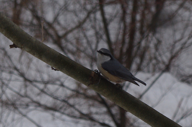 野鳥たち_c0280032_1185519.jpg