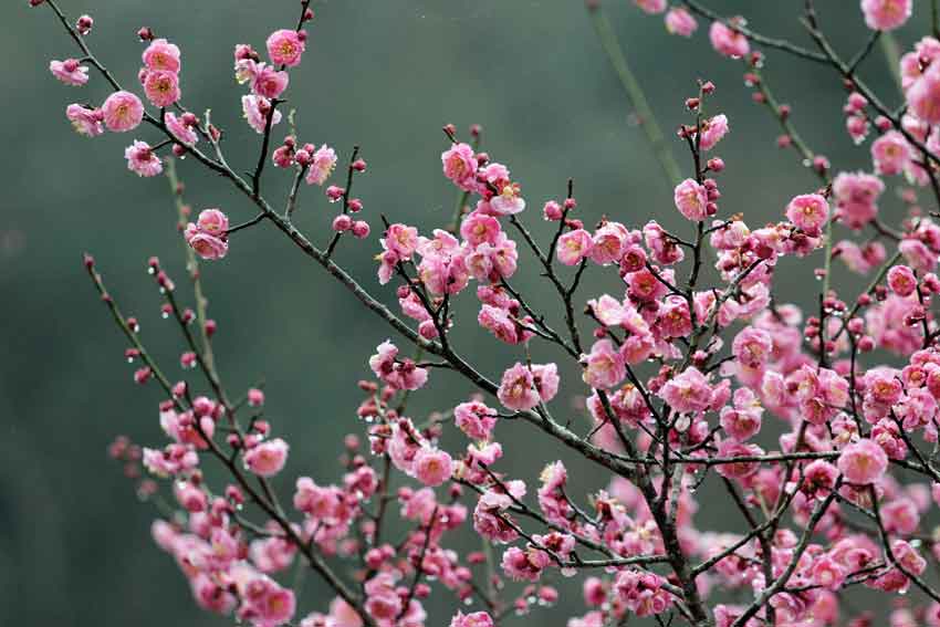 「美郷梅の花ウォーク」と「大代古墳見学会」♪_d0058941_2039368.jpg