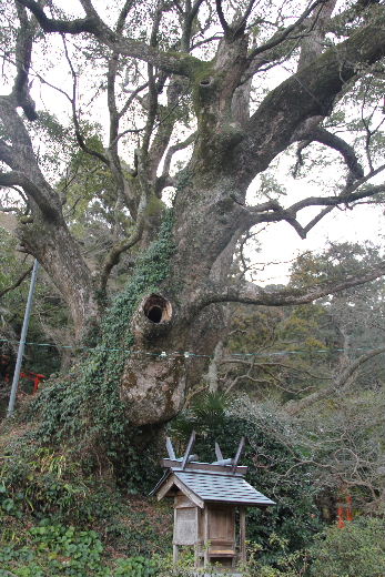 【高倉神社】　大楠の巨木と神功皇后お手植の「逆さ杉」の綾杉_c0011649_1384327.jpg