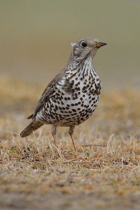 ヤドリギツグミ Mistle Thrush 14 03 Birding In Japan