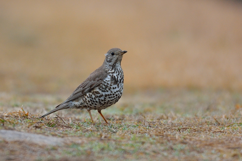 ヤドリギツグミ Mistle Thrush 14 03 Birding In Japan