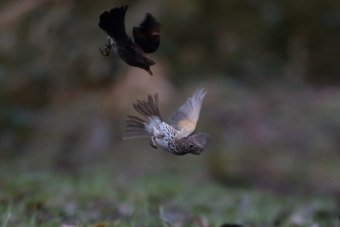 ウタツグミとツグミのバトル_f0135157_1610163.jpg