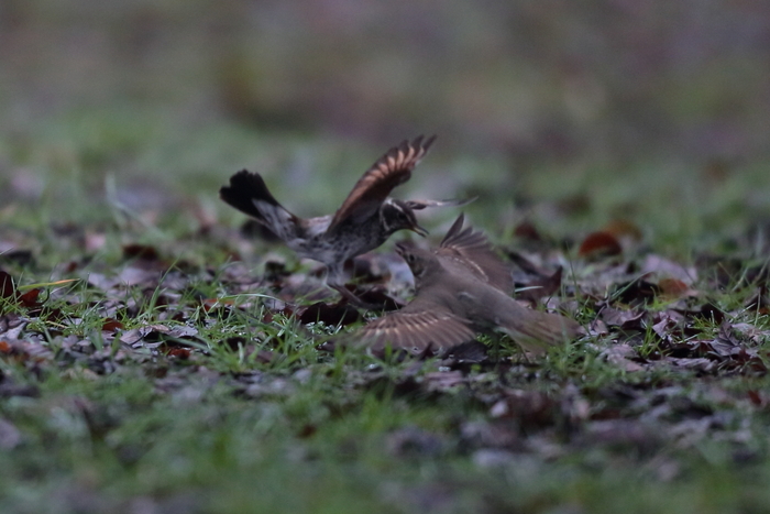 ウタツグミとツグミのバトル_f0135157_16111075.jpg