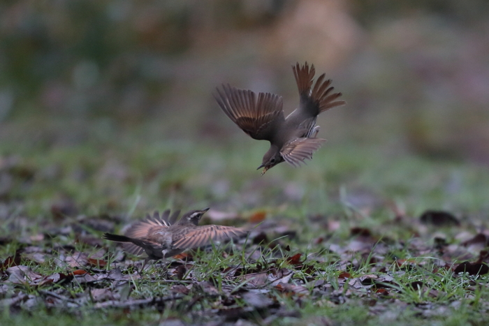 ウタツグミとツグミのバトル_f0135157_16854.jpg