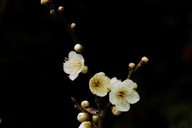 a0169060_28960.jpg