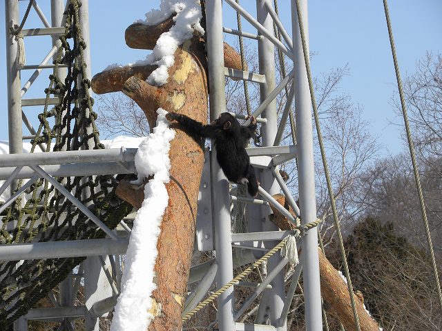 円山動物園　１_e0122168_953393.jpg