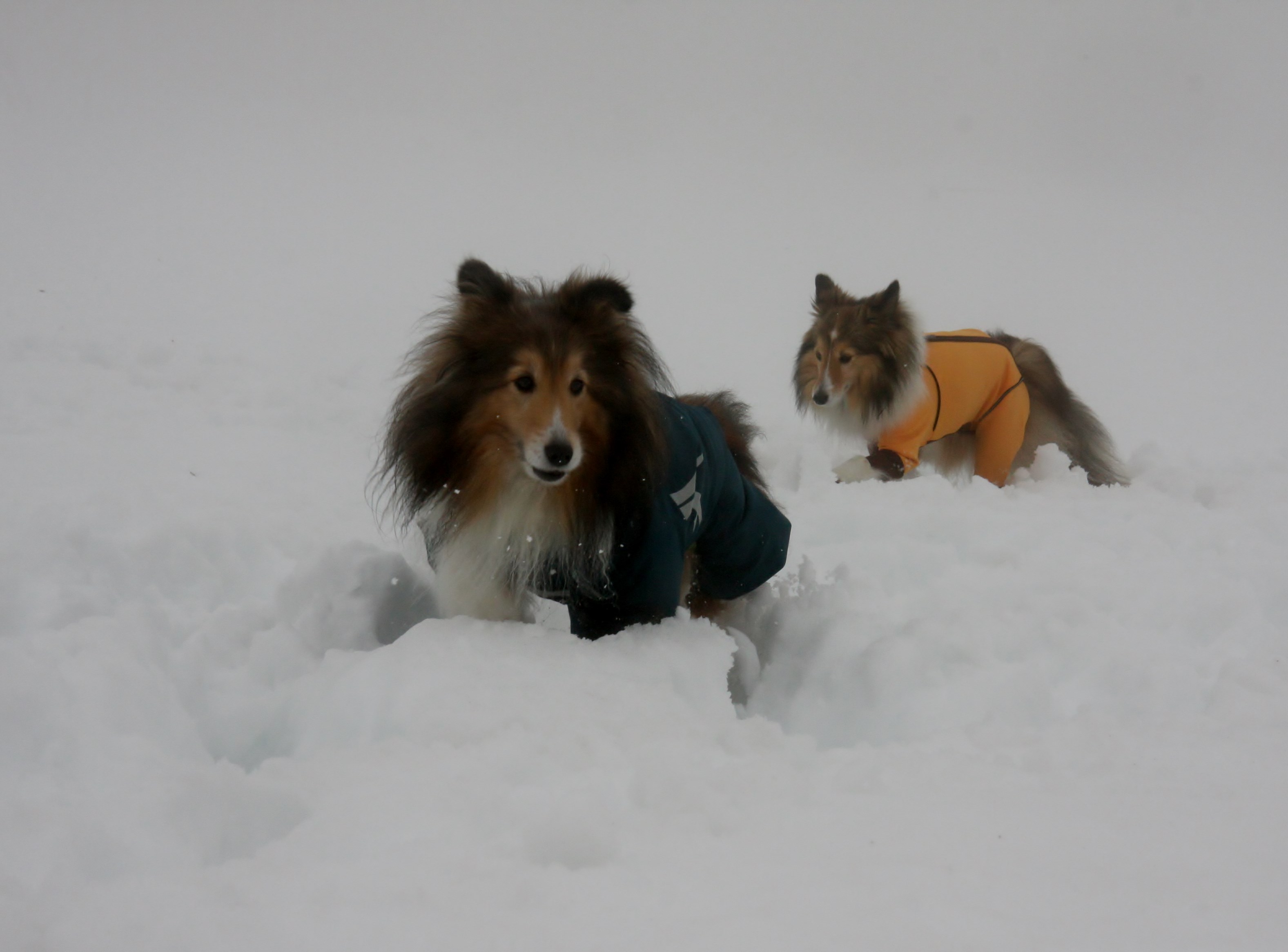 手つかずの雪野原で雪放題！_a0157174_1658196.jpg