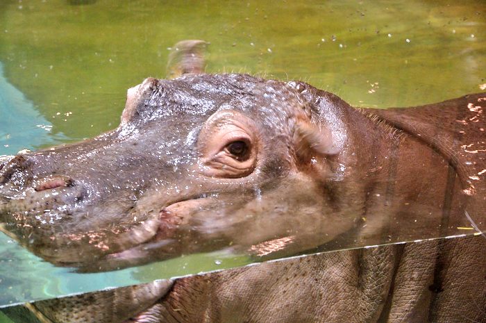 旭山動物園 シロクマやカバ編_f0298377_1818552.jpg