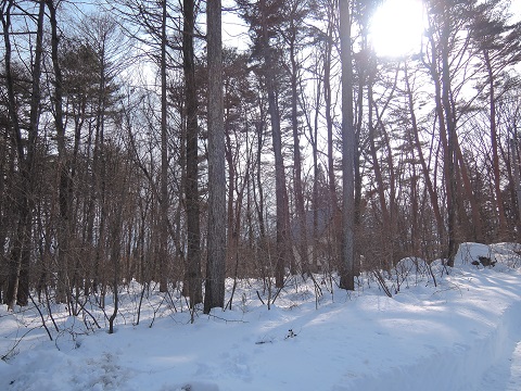 大雪のその後・・・^^;_a0211886_174105.jpg