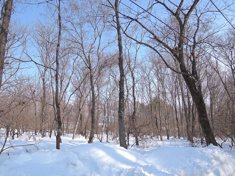 大雪のその後・・・^^;_a0211886_175440.jpg