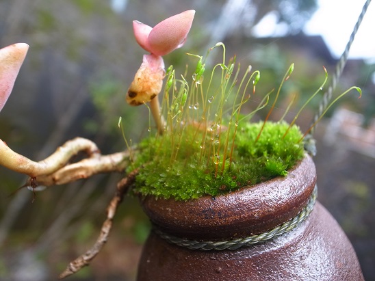 3月の庭苔_d0087595_8432067.jpg