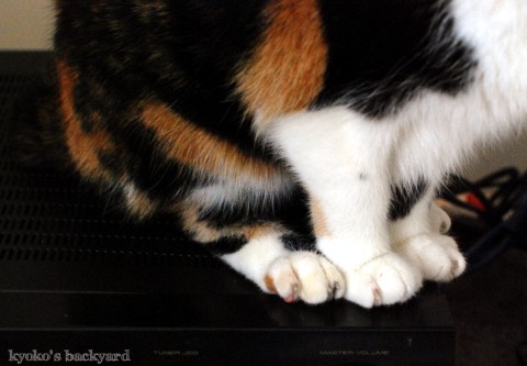 チャンスを待つ猫の本気度_b0253205_223646.jpg
