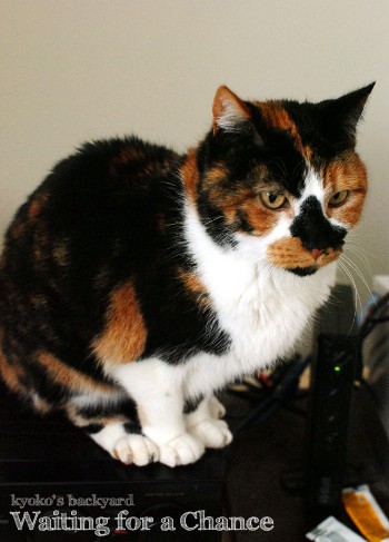 チャンスを待つ猫の本気度_b0253205_22657.jpg
