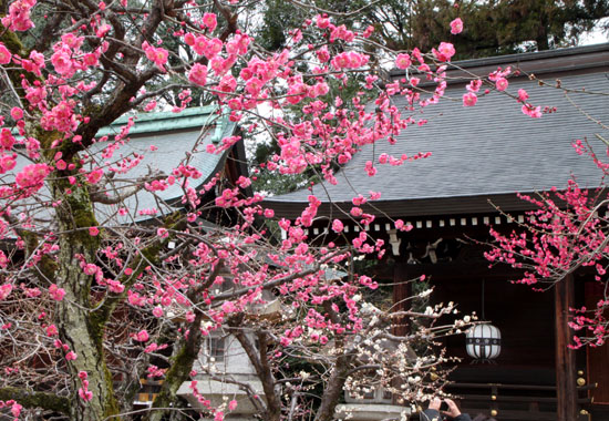 北野天満宮 開花_e0048413_2224146.jpg