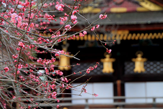 北野天満宮 開花_e0048413_2224532.jpg