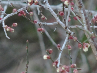 c0125414_1815093.jpg