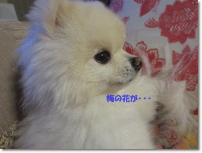 b0167519_2245963.gif