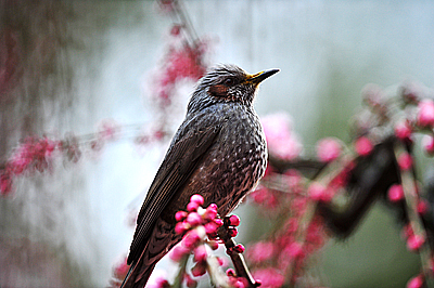 春が「来て」風景に香り、いきものたちが奏でるシンフォニー_b0169522_10323048.jpg