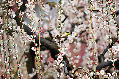 （続）春が来て、、、。芳醇な梅の花のかおりの中で。_b0169522_1214642.jpg