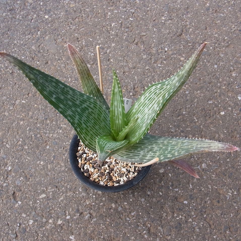 Aloe hahnii : かくたすあんどさきゅれんつ