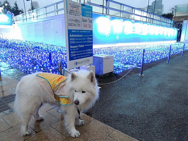 雨のモフモフ売り_c0062832_70261.jpg