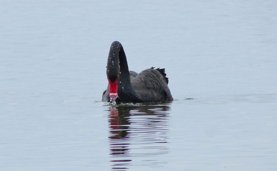 野　鳥_b0312938_06111192.jpg