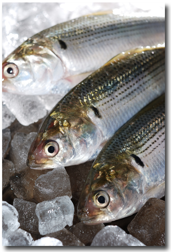 小鰭 こはだ この魚は小さいほど価値が高い 魚屋三代目日記 小鰭 こはだ この魚は小さいほど価値が高い 魚屋三代目日記