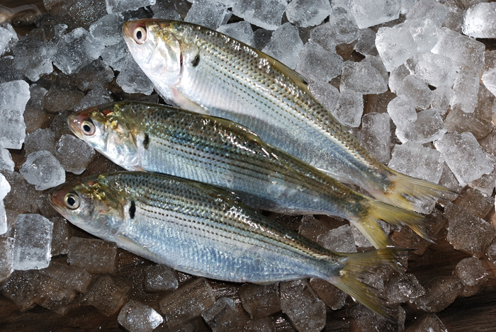 小鰭 こはだ この魚は小さいほど価値が高い 魚屋三代目日記 小鰭 こはだ この魚は小さいほど価値が高い 魚屋三代目日記