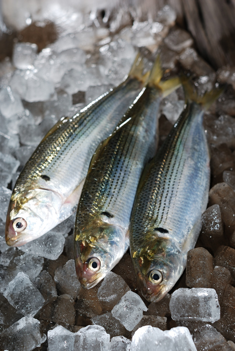 小鰭 こはだ この魚は小さいほど価値が高い 魚屋三代目日記 小鰭 こはだ この魚は小さいほど価値が高い 魚屋三代目日記