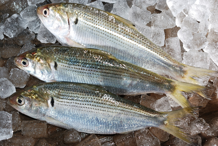 小鰭 こはだ この魚は小さいほど価値が高い 魚屋三代目日記 小鰭 こはだ この魚は小さいほど価値が高い 魚屋三代目日記