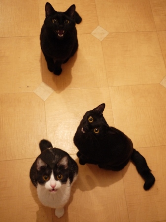 はじめてのひなまつり猫 ぎゃぉすてぃぁらみるきぃ編。_a0143140_22473423.jpg